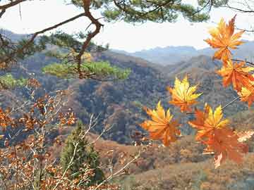 985高校最新排名(985高校排名榜)